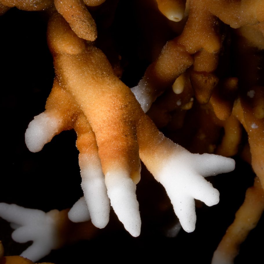 Orange helictite with white tips on a cave wall