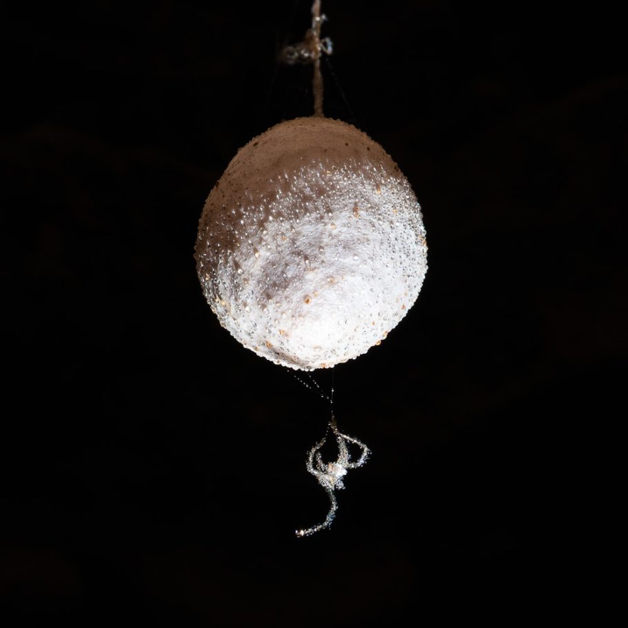 Pupa and little hatchling of the cave spider Spelungula cavernicola in a New Zealand cave