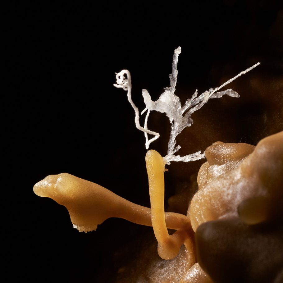 delicate white aragonite helictite on an an orange calcite helictite