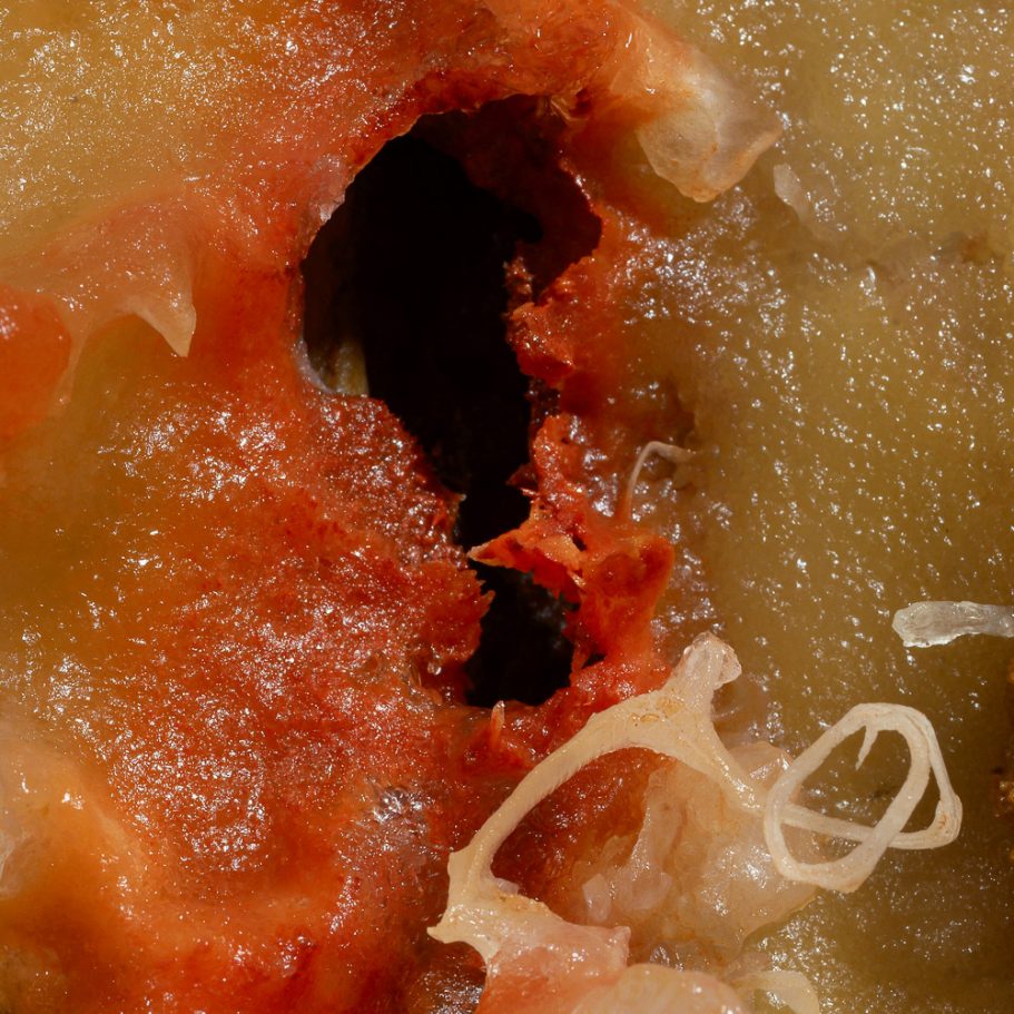 Pure-red flowstone surrounding a hole in the flowstone wall