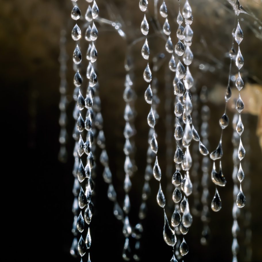Close-up photo of mucus droplets on silky threads
