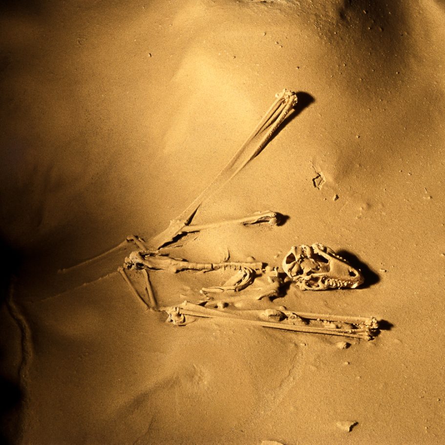 Skeleton of a bat (Myotis myotis), covered in fine mud, on the cave floor