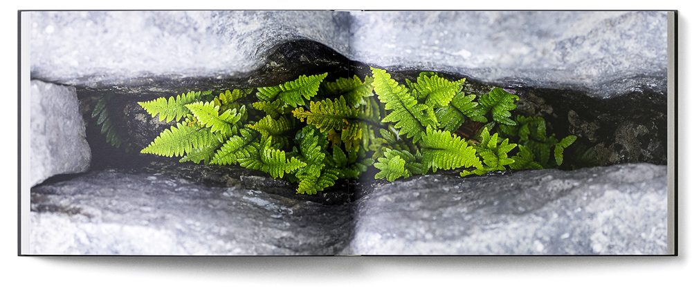 Sample double-page of the 'Burren' book showing fern growing hidden in a deep gryke