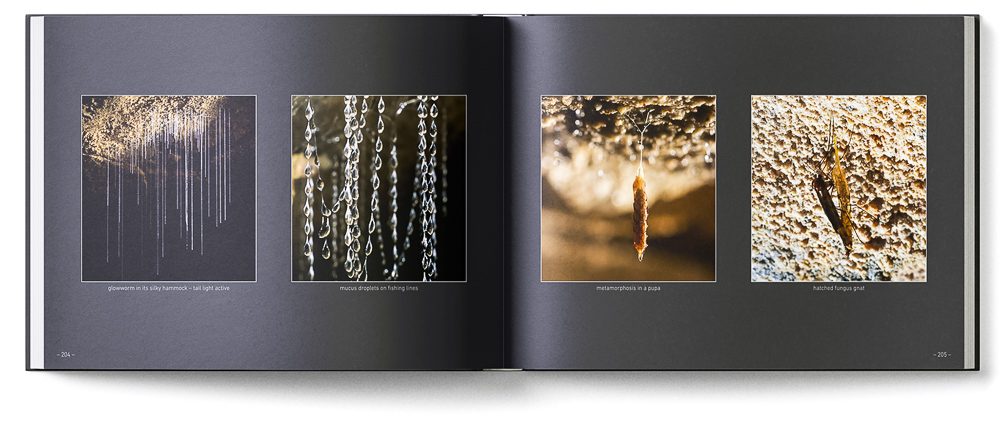 Sample double page of the 'New Zealand Karst' book showing diffent stages of the glowworm's life cycle