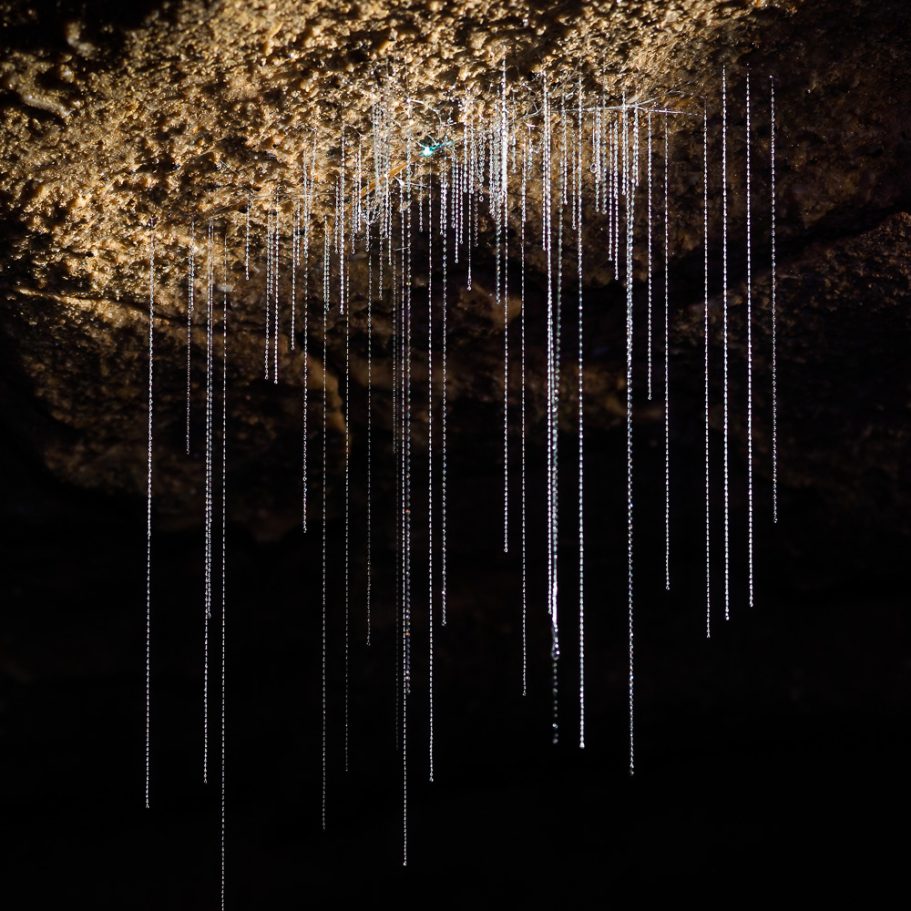 Larva of the fungus gnat Arachnocampa luminosa (glowworm) on the ceiling of a New Zealand Cave