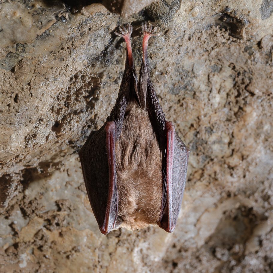 A lesser horseshoe bat (Rhinolophus hipposideras) hanging on a cave wall