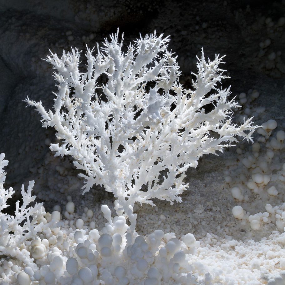 Super-delicate, white aragonite "tree" on calcite "popcorn" on the cave floor