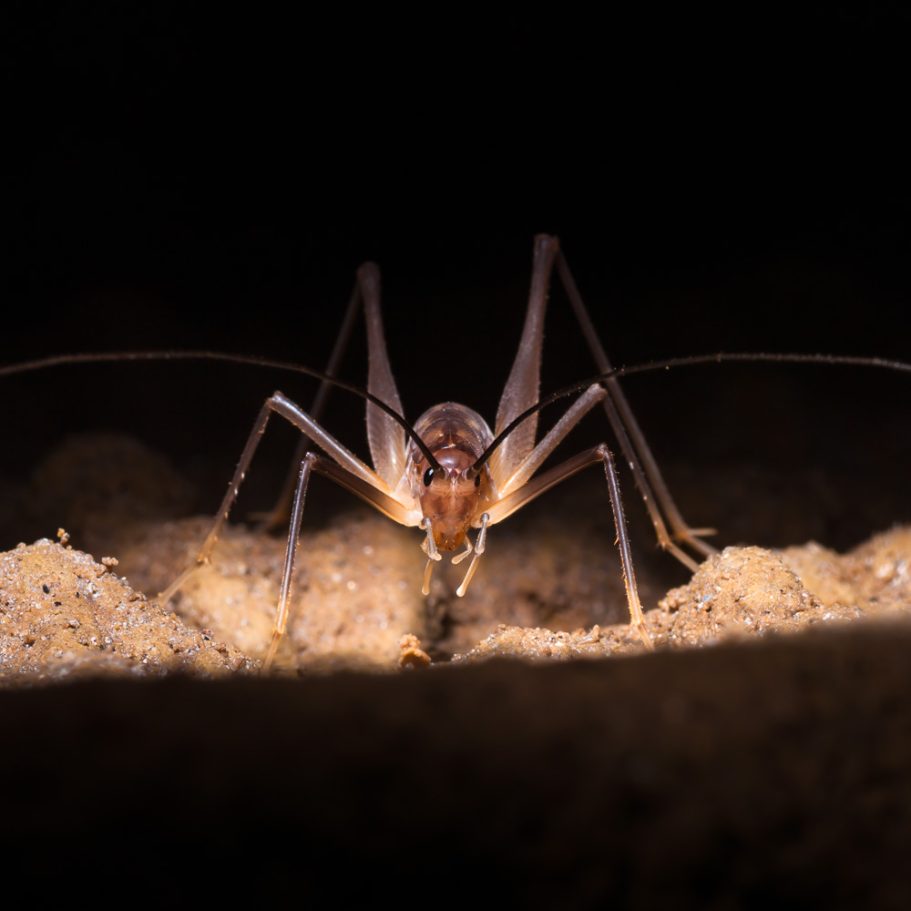 Frontal view of acave weta (cricket) in a New Zealand Cave