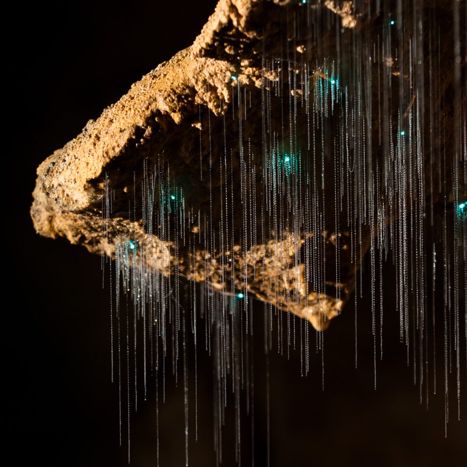 Several glowworms showing blue bioluminescence and long mucus threads