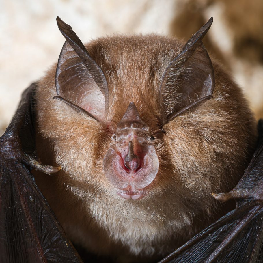 Face with characteristic horseshoe-shaped noseleaf of the lesser horseshoe bat Rhinolophus hipposideras