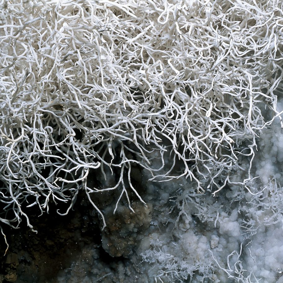 furr-shaped cluster of white aragonite helictites
