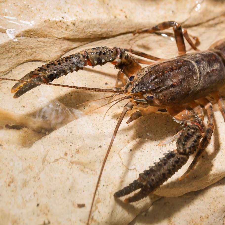 Large cave lobster in a streamlet in a New Zealand cave