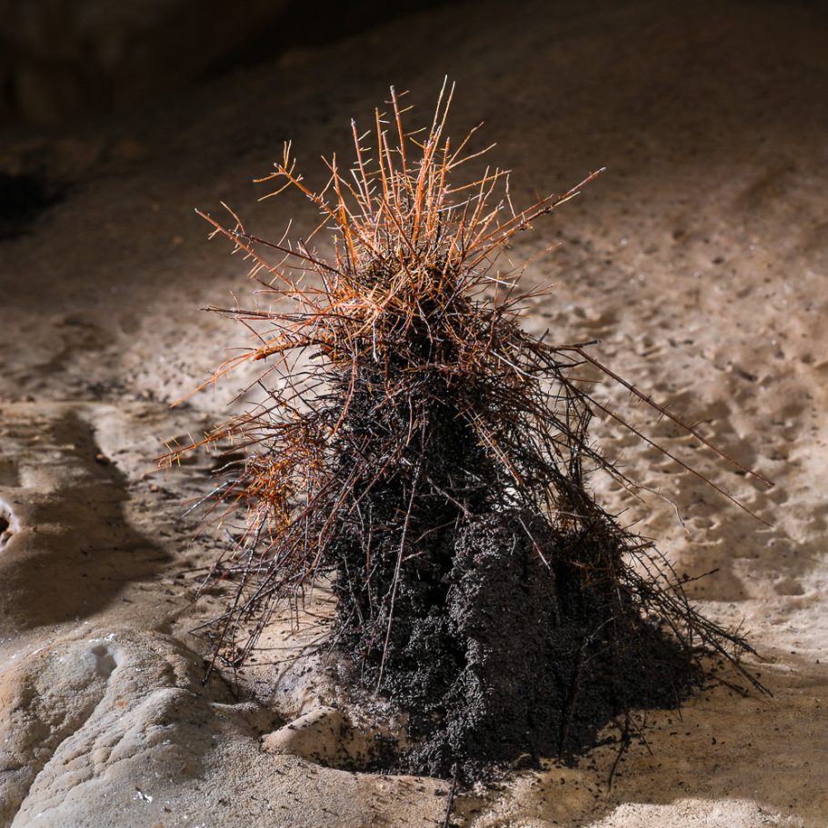 Bundle of roots of a plant emerging from the floor of a cave