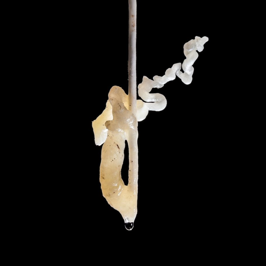 Twisted calcite helictite growing from the tip of a soda-straw stalacite