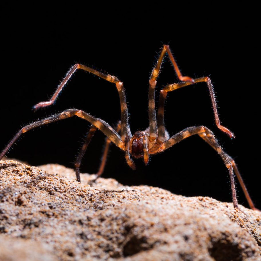 Large, endemic cave spider Spelungula cavernicola in a New Zealand cave