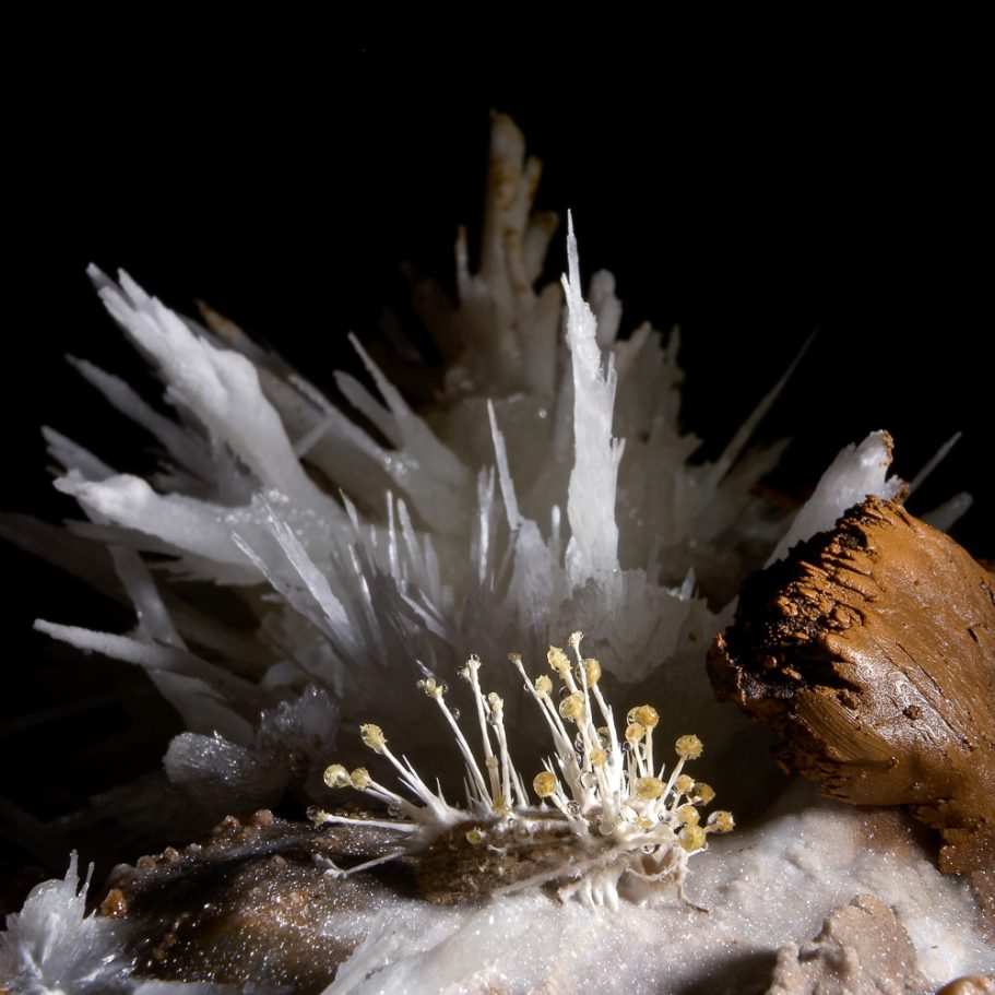 A fungus with spores growing on a ceased cave moth; helictites of same shape in the background