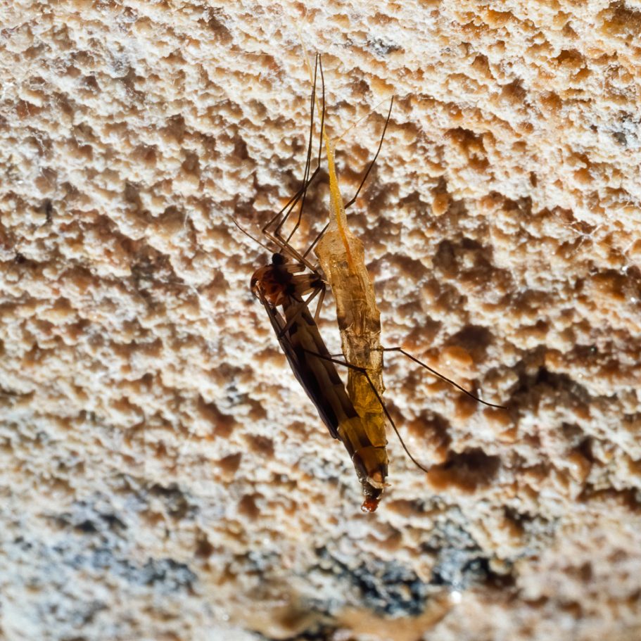The fungus gnat Arachnocampa luminosa just hatched on its pupa in a New Zealand Cave