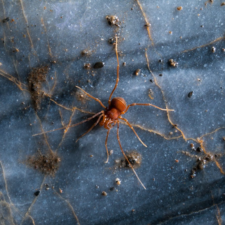 Orange cave spider on blue marble rock