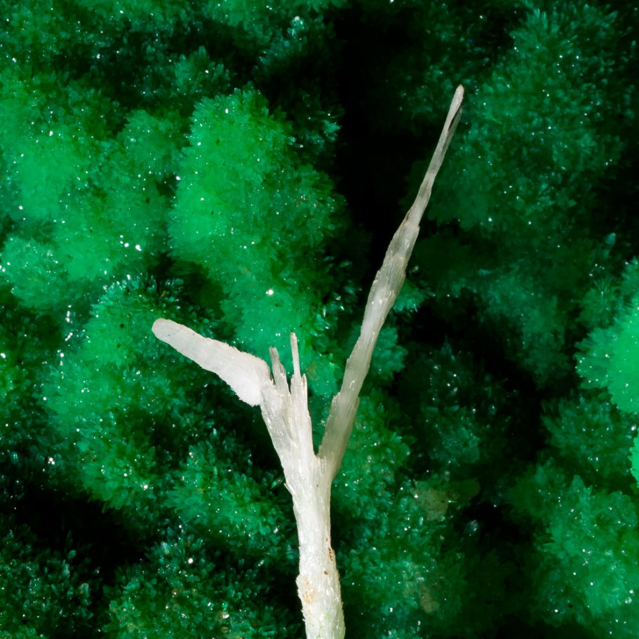 White aragonite helictite contrasting moss-green aragonite flowstone behind