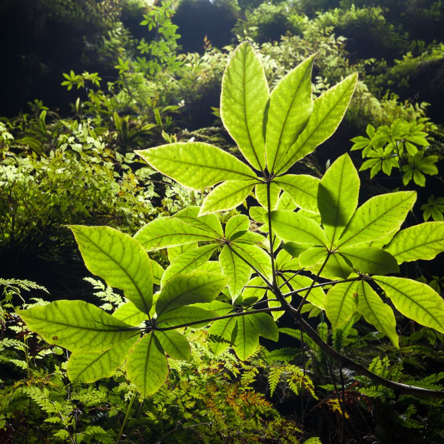 Plants transparent green in cave entrance