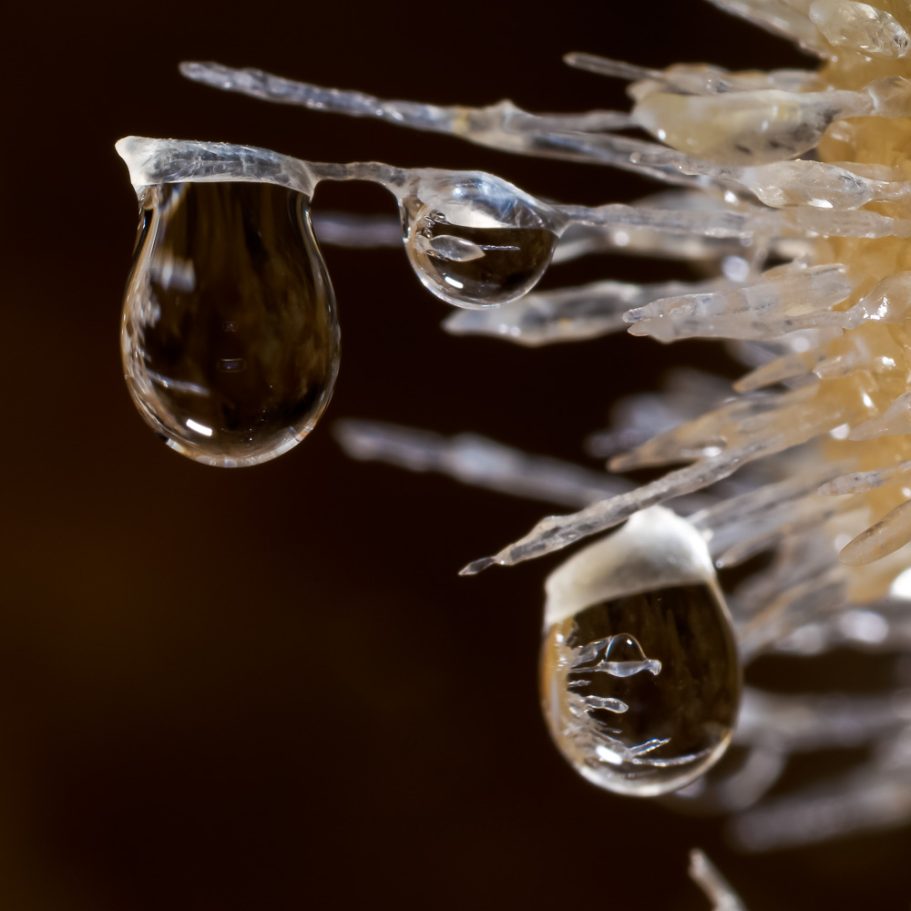 Macro-photo of several water droplets forming on calcite helictites, which are reflected in the droplets