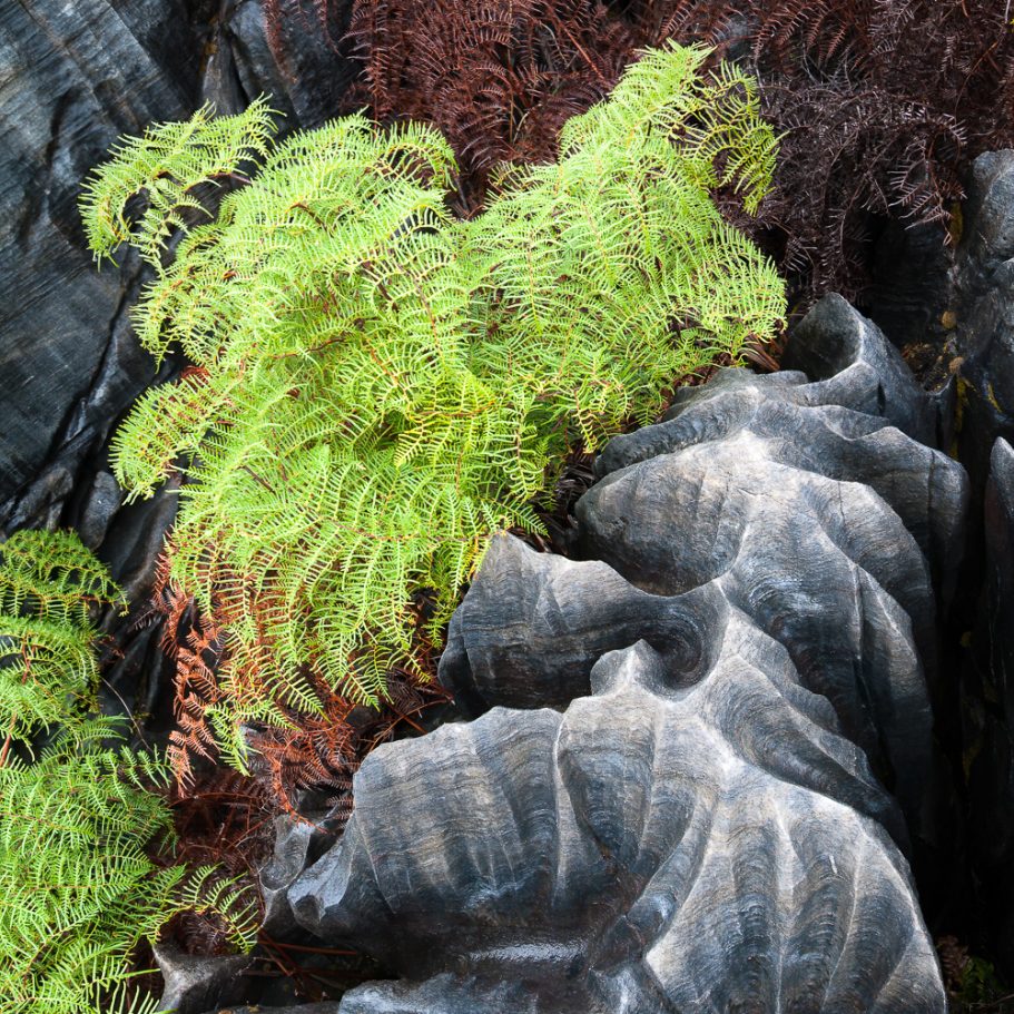 Fern next to limestone with karren