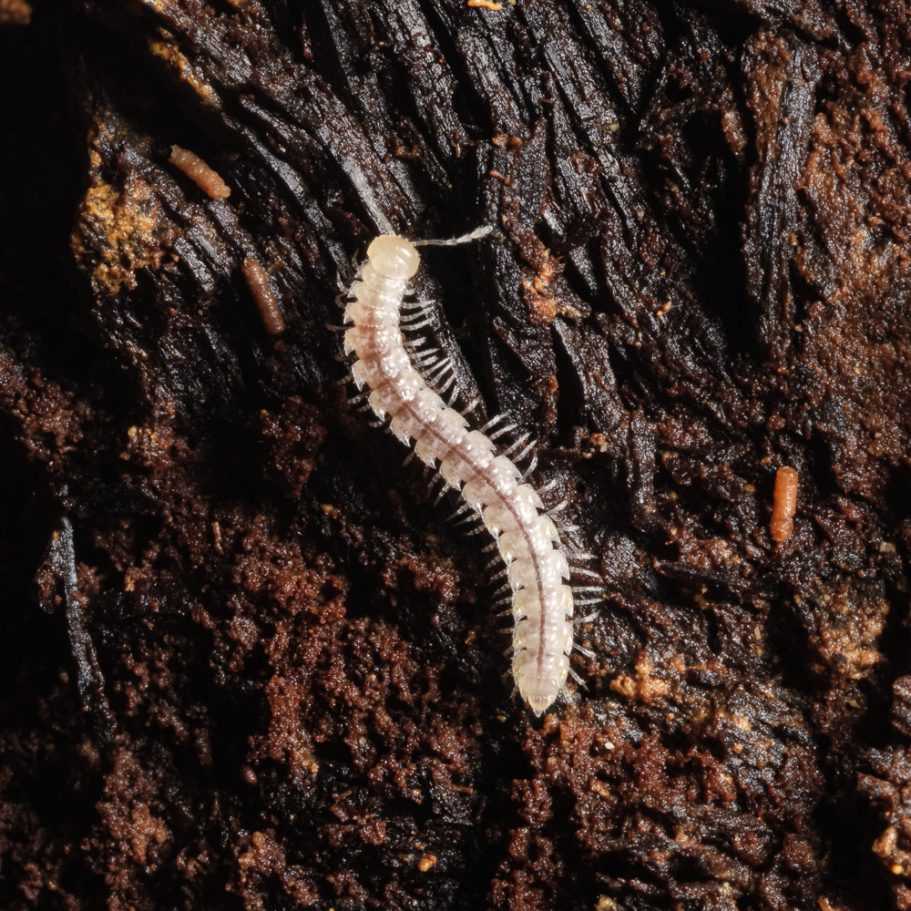 Troglobiontic milliped on a piece of wood in a cave