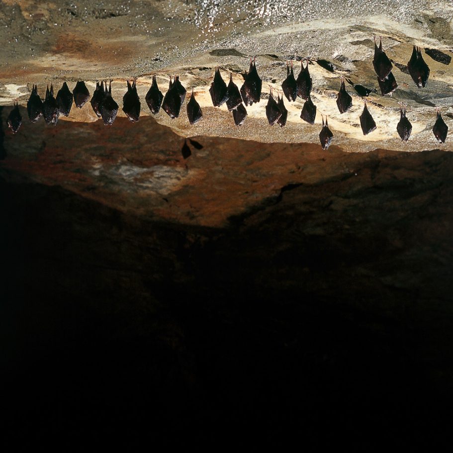 Cave ceiling with roost of bats (Rhinolophus hipposideras) hibernating in the cave