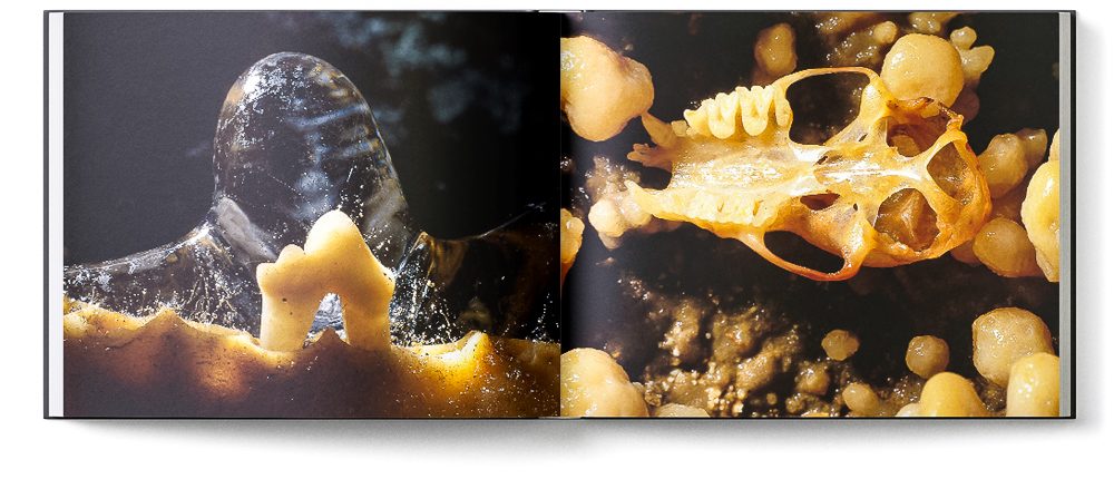 Sample double page of the 'Inside Mother Earth' book showing a bat scull and a fox tooth covered in ice