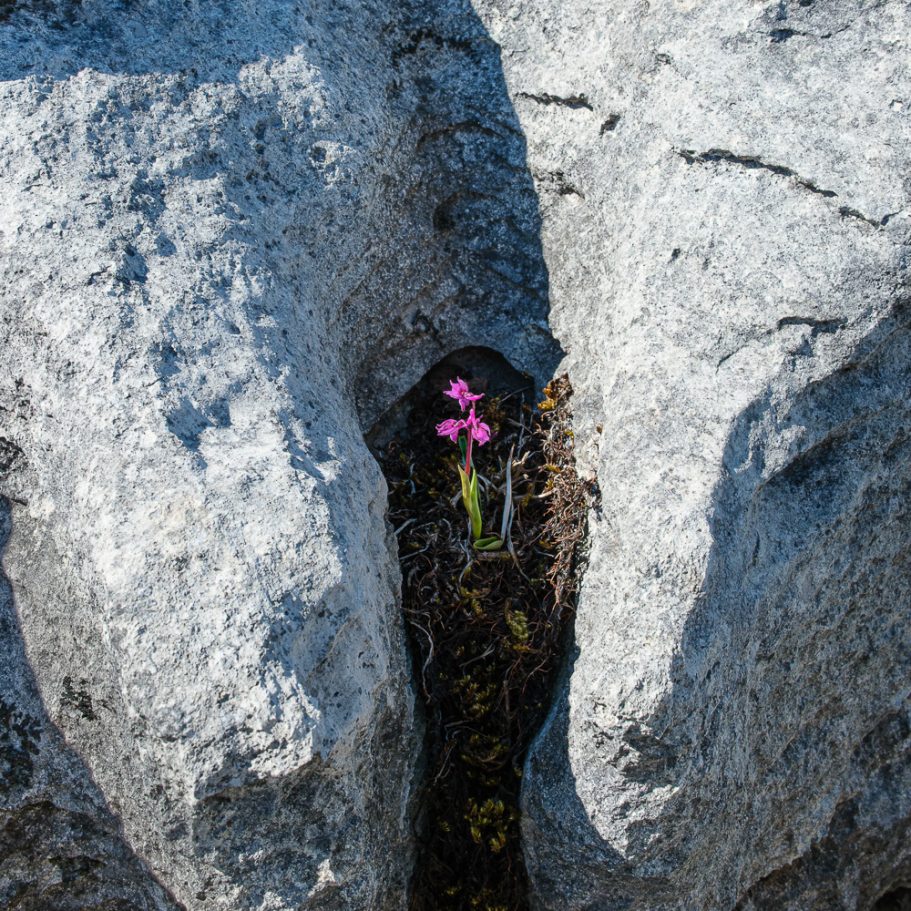 Purple orchid on limestone