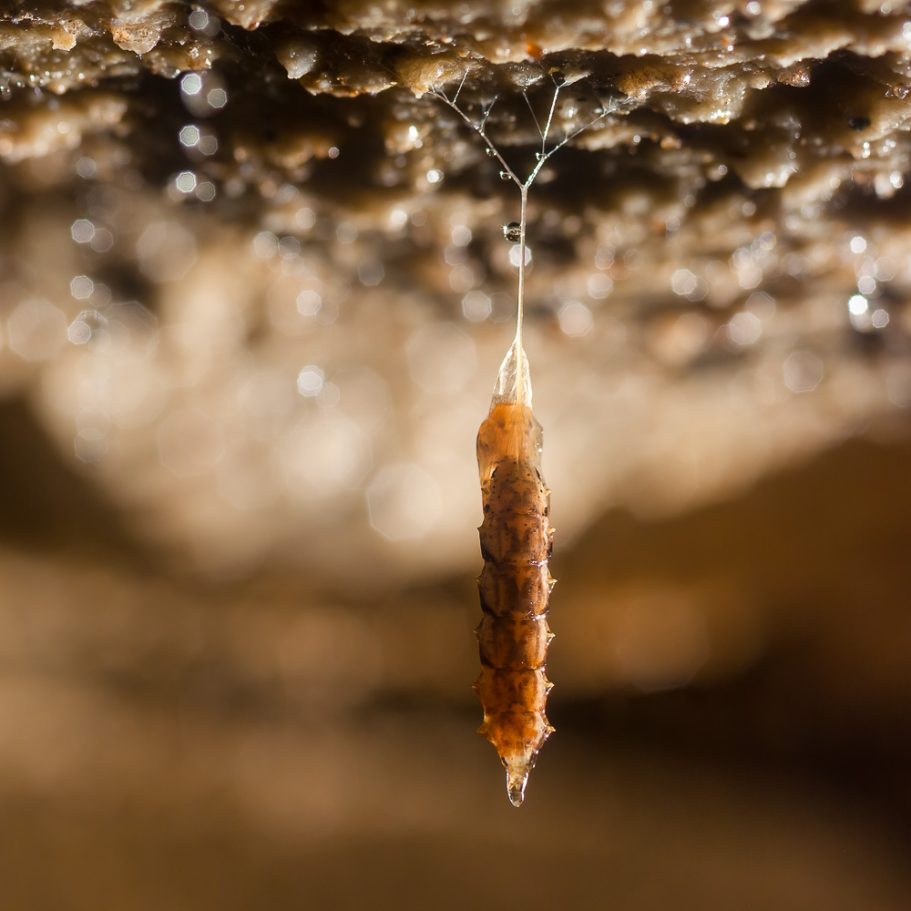 Pupa of the fungus gnat Arachnocampa luminosa hanging on a New Zealand cave ceiling