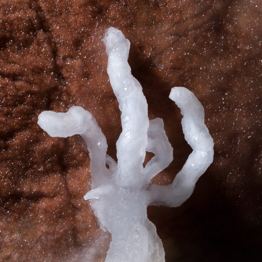 Hand-shaped, white aragonite helicites growing from a contrasting brown cave wall