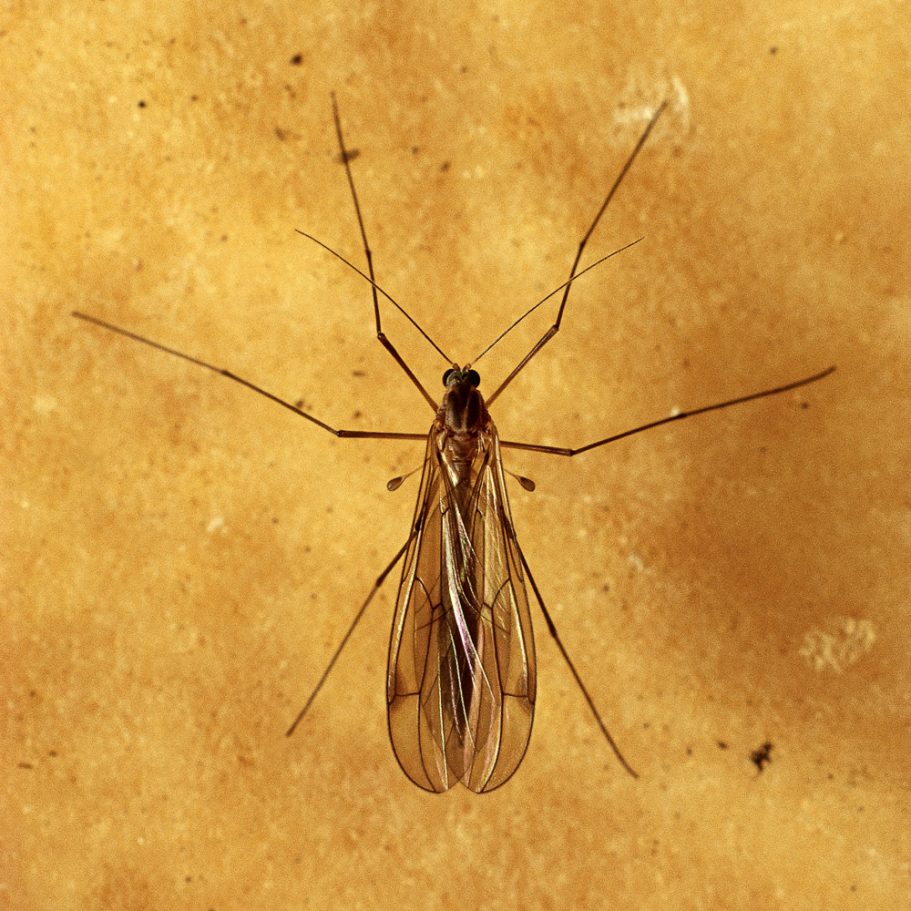 Cave gnat on a flowstone wall