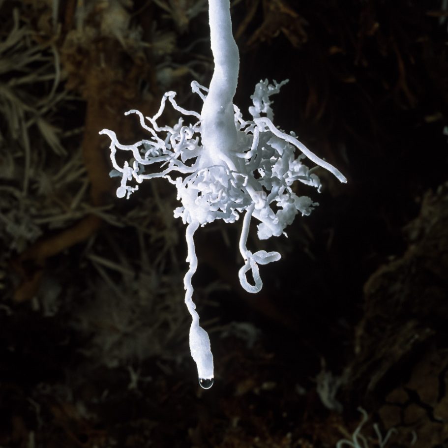 Cluster of aragonite helicites