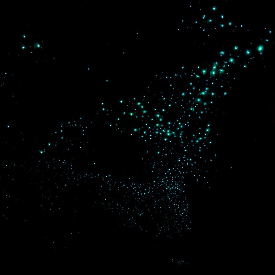 Display of blue bioluminescence of the glowworm Arachnocampa luminosa on the ceiling of a New Zealand cave