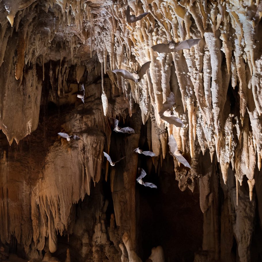 A swarm of bats flying in a cave passage with dripstone formations in the background