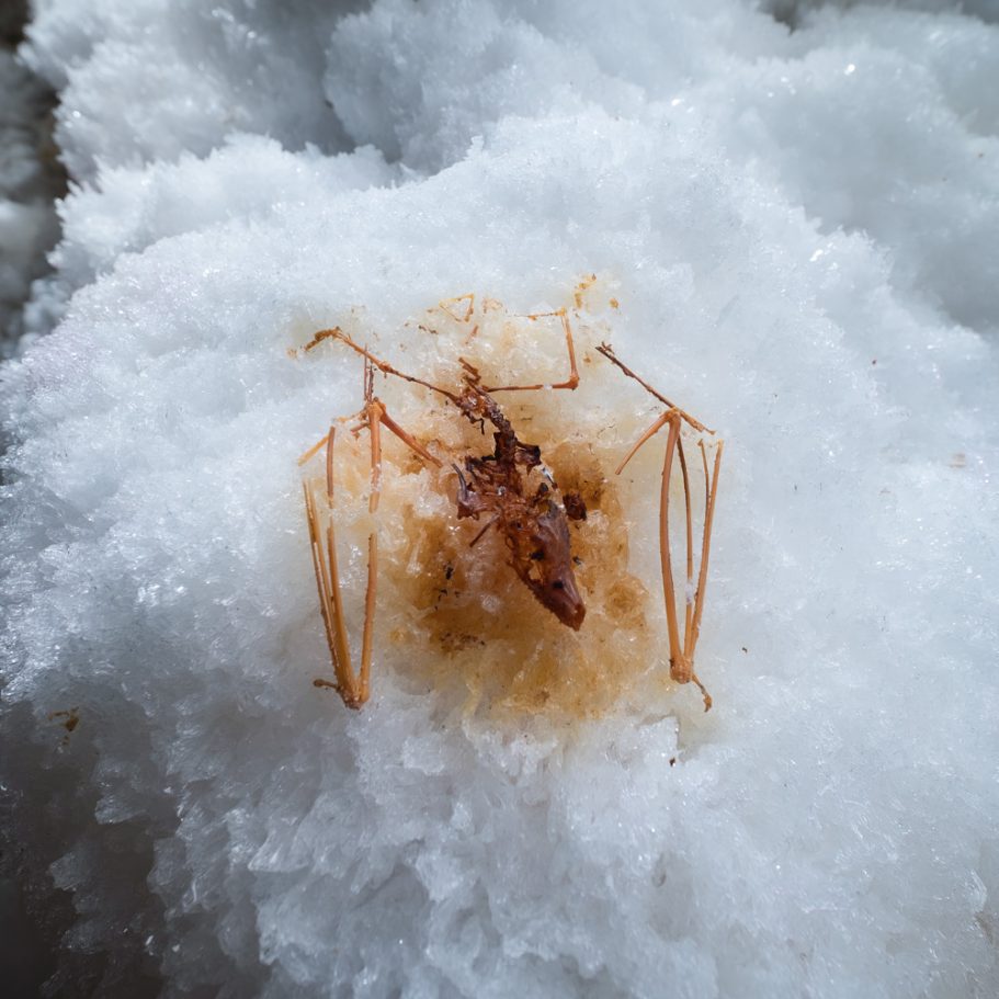 Well-preserved bat skeleton on gypsum crystals