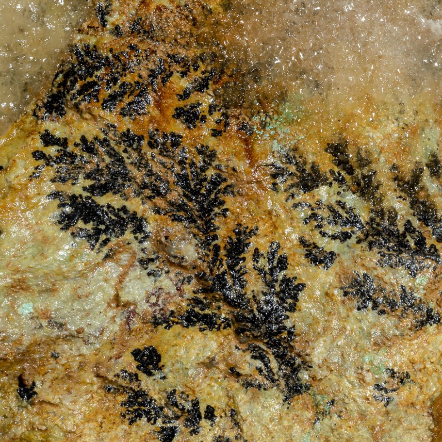 Plant-shaped, black dendrites on a cave wall