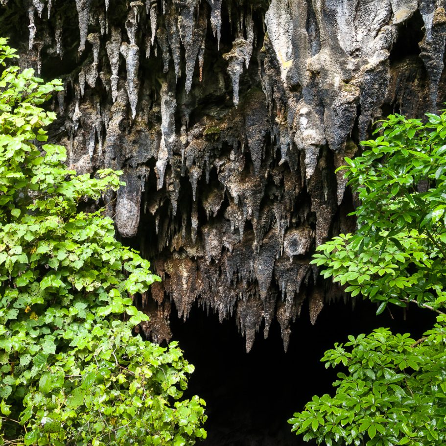 Trees with deflected stalactites in cave entrance