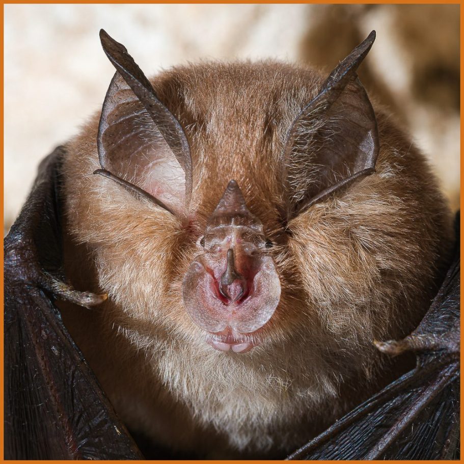 Cute close-up portrait of a lesser horsehoe bat; title photo for "Underground Life" portfolio