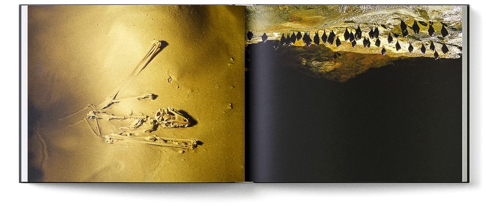Sample double page of the 'Inside Mother Earth' book showing a bat colony and a bat skeleton