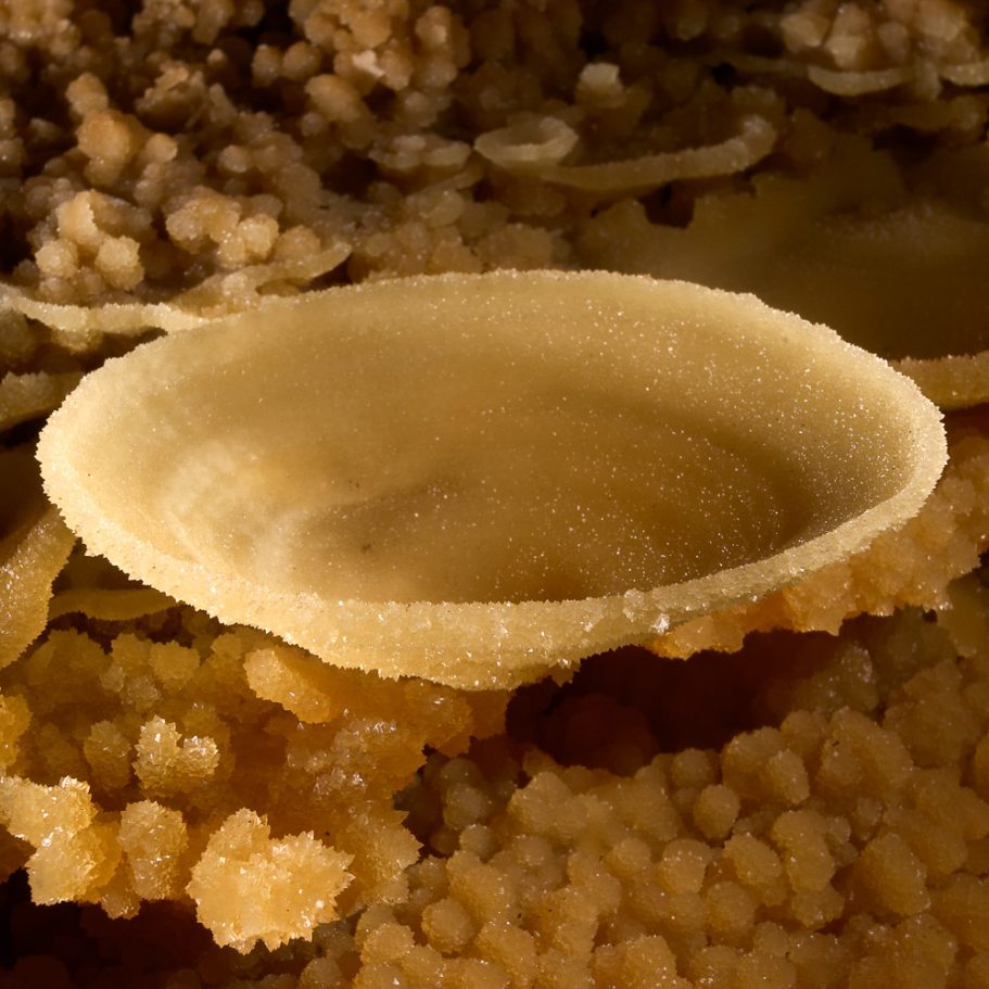 Calcite cave "cup" at the rim of a cave pool