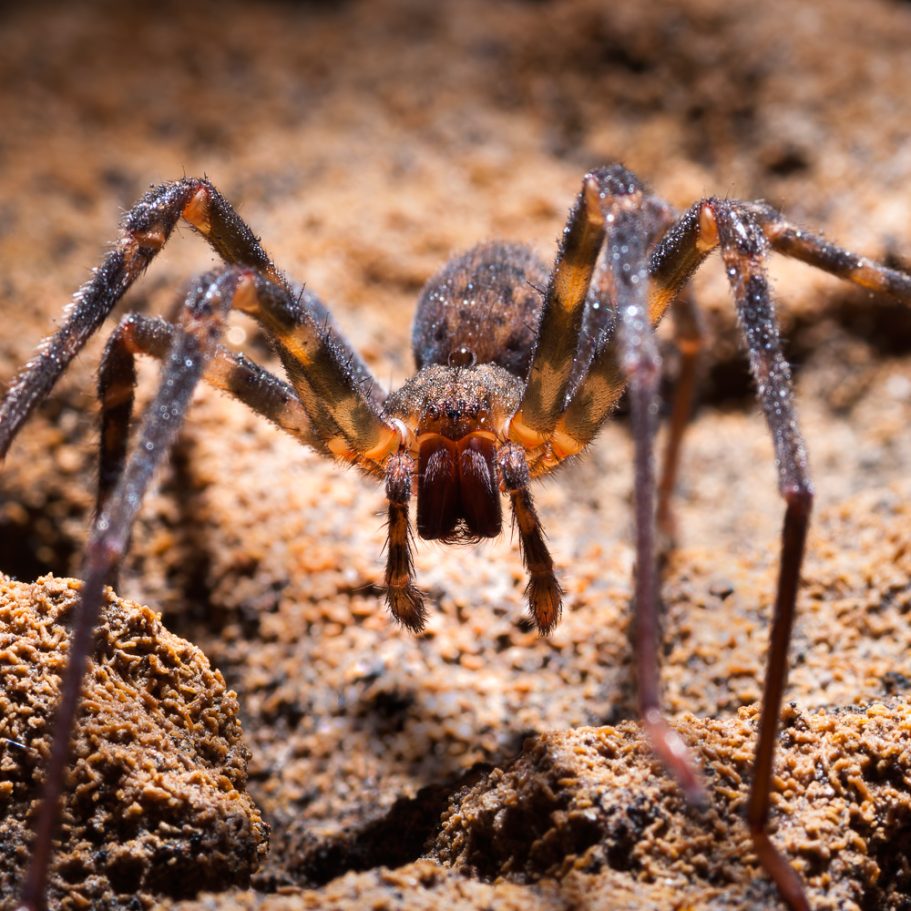 Intimidating large cave spider Spelungula cavernicola