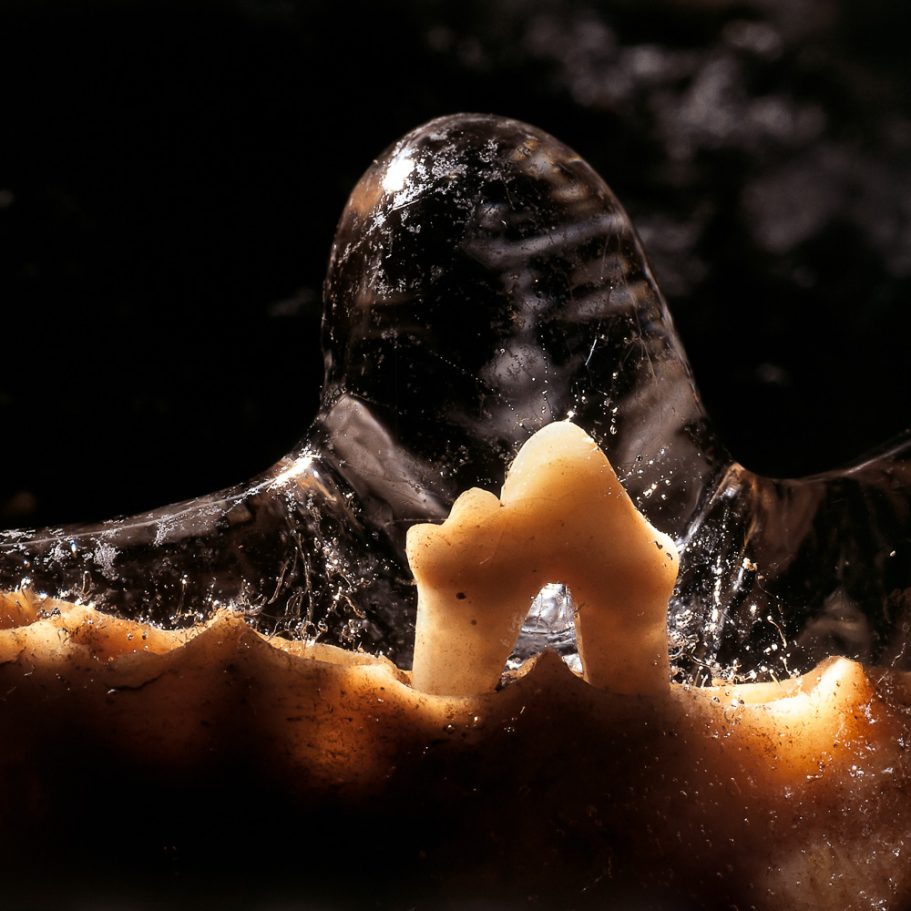 Tooth in a fox jawbone enclosed by ice forming in a cave
