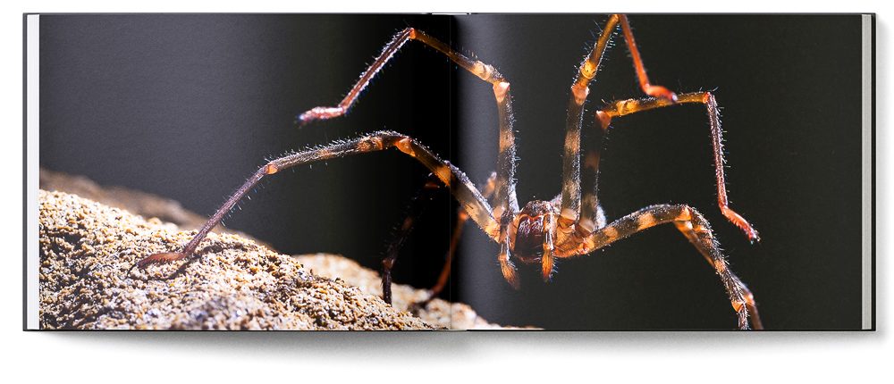Sample double page of the 'New Zealand Karst' book showing an intimidating large cave spider
