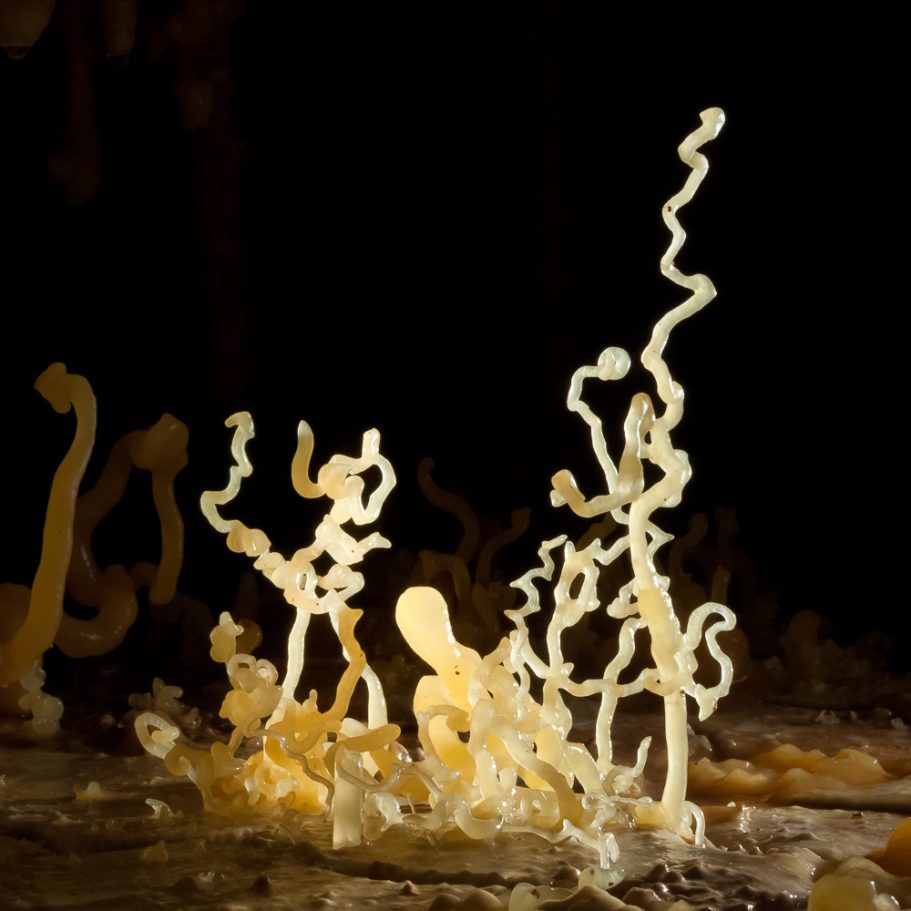 Delicate twisted snake-dancer helictites growing up from the flowstone floor