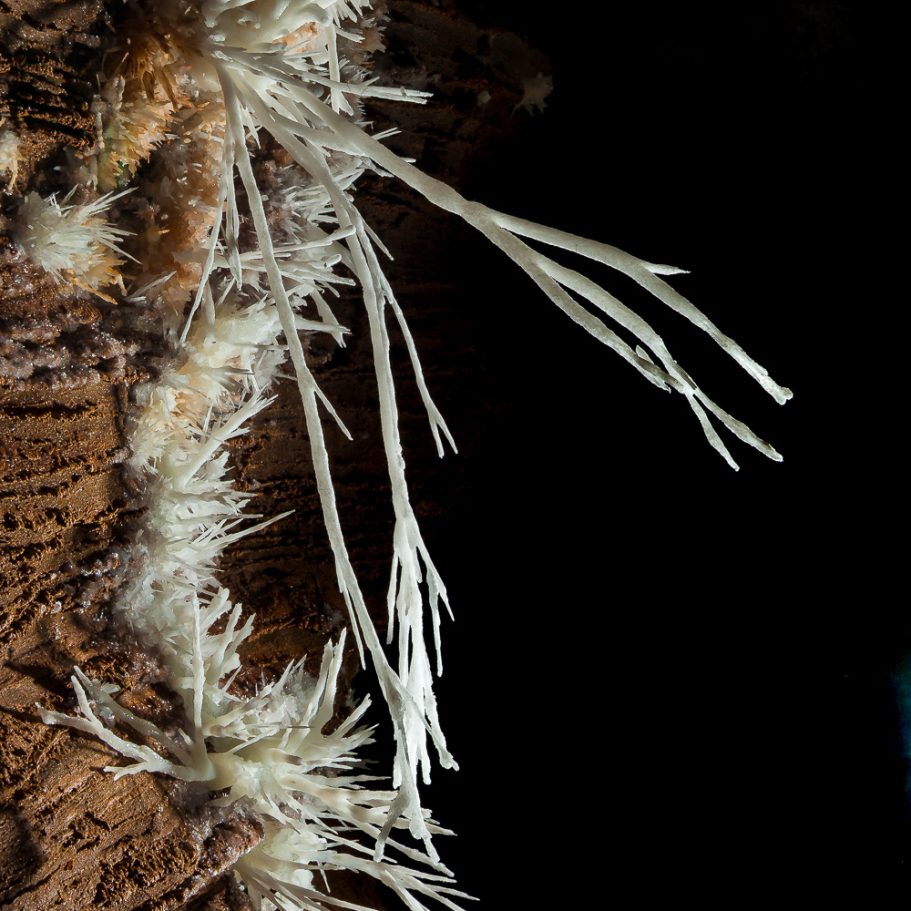 Weird aragonite excentriques emerging from a cave wall