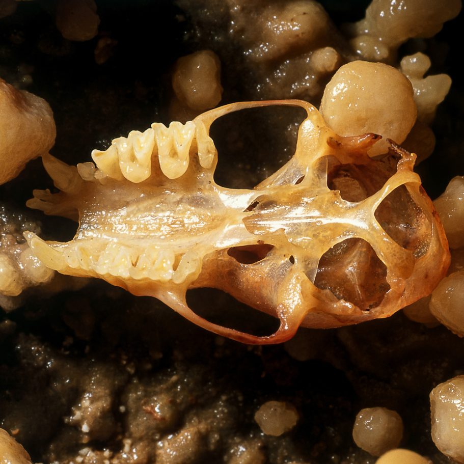 Skull of a bat (Myotis myotis) on calcite cave formations