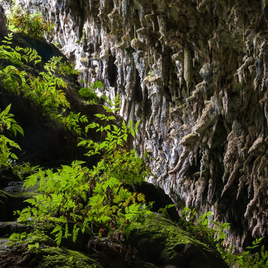 Plants and deflected stalactites in cave entrance