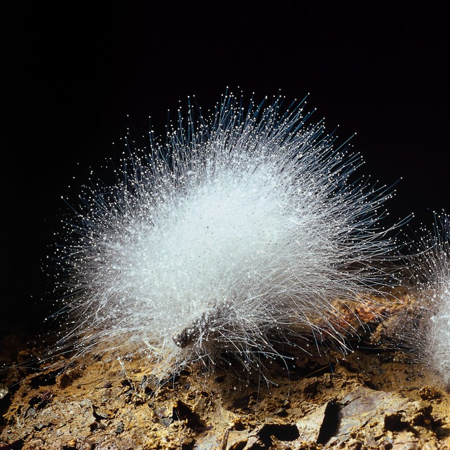 Radiating custer of white mould fungus filaments with spores in a cave
